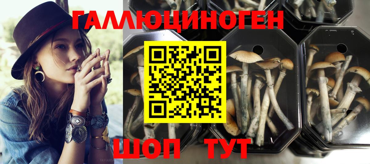 Новоалександровск  что такое   Псилоцибиновые грибы мицелий  Вход с VPN  Псилоцибиновые грибы Psilocybe 